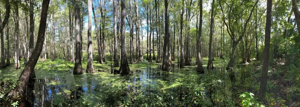 Florida purchased the conservation easement on 4,808 acres north of Tallahassee to protect wetlands, wildlife and groundwater recharge in the Red Hills Conservation area. Photo credit: Tall Timbers Research Station and Land Conservancy