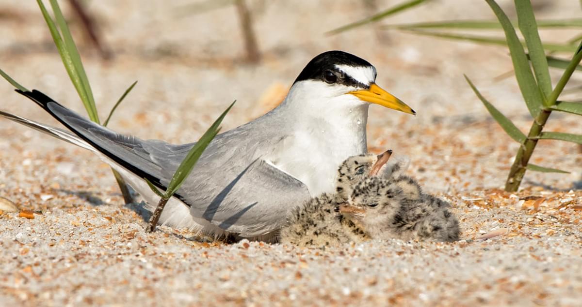 Least Tern Miro Cover